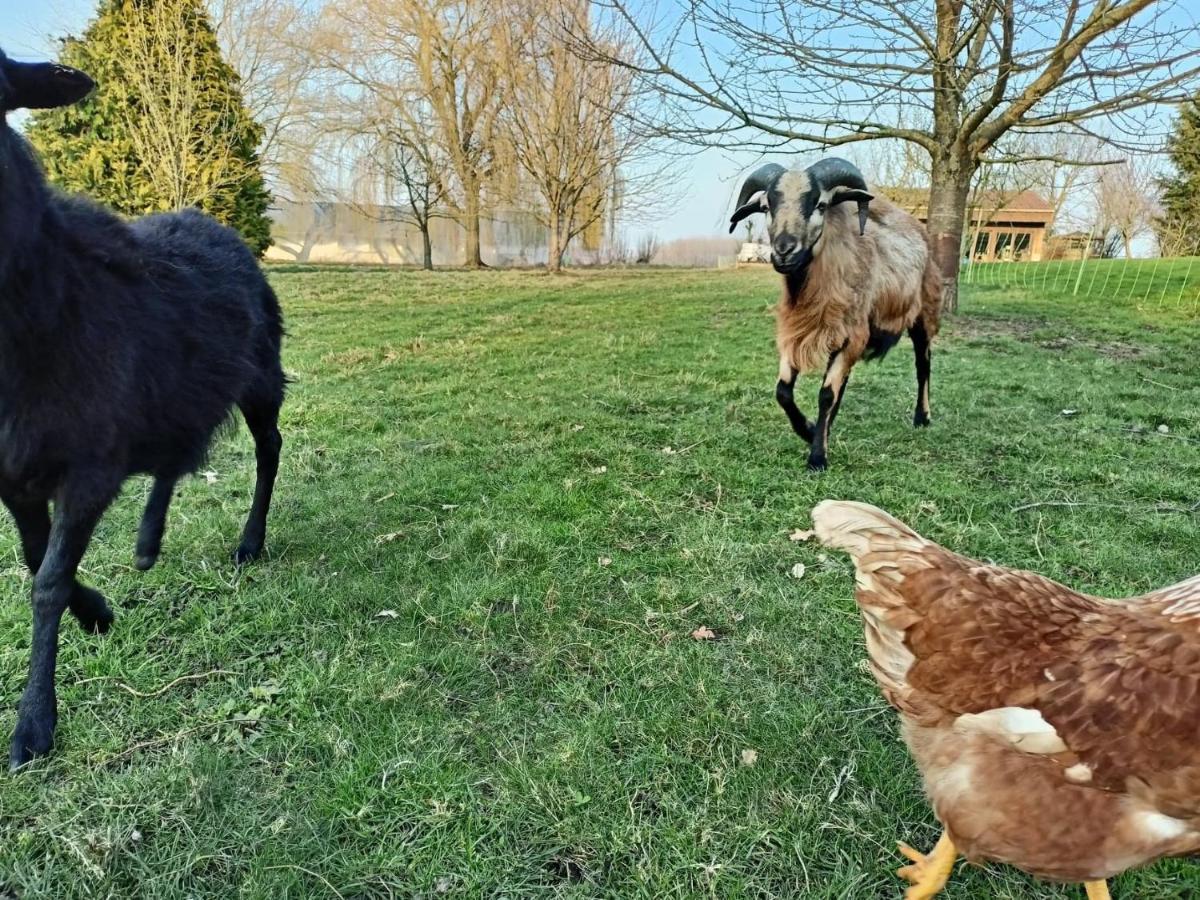 Les Chambres D'Hotes Du Vert Galant " L'Allee Des Champs" Verlinghem Eksteriør bilde